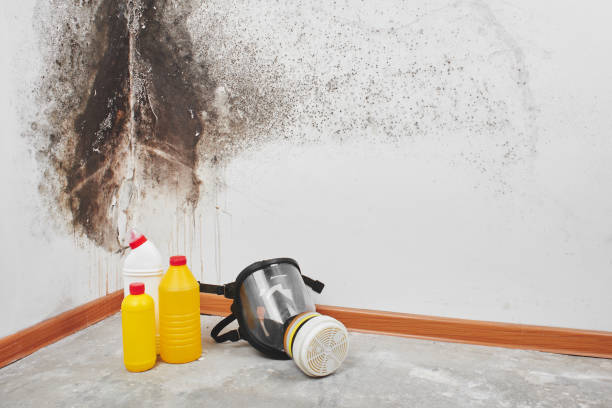 Best Residential Mold Removal  in Pittsville, MD