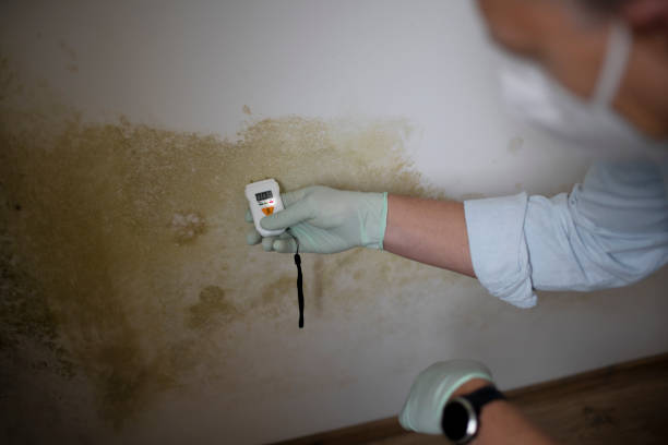 Best Commercial Mold Removal  in Pittsville, MD