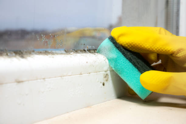 Best Residential Mold Removal  in Pittsville, MD