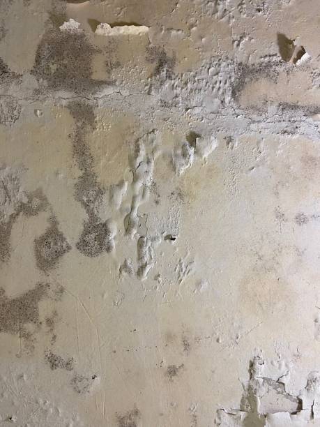 Best Toxic Mold Removal  in Pittsville, MD