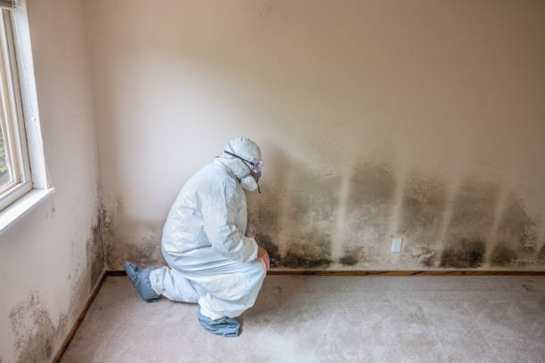 Best Same-Day Mold Removal  in Pittsville, MD