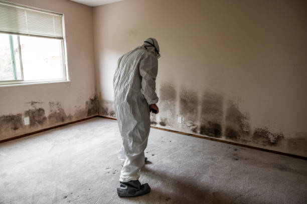 Best Fast Mold Removal  in Pittsville, MD
