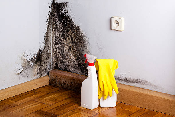 Best Home Mold Removal  in Pittsville, MD